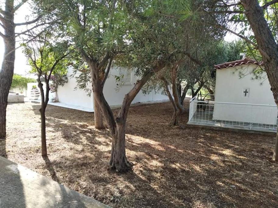 White Villa In Olive Trees And Seaview To Panagia Almiropótamos Екстериор снимка
