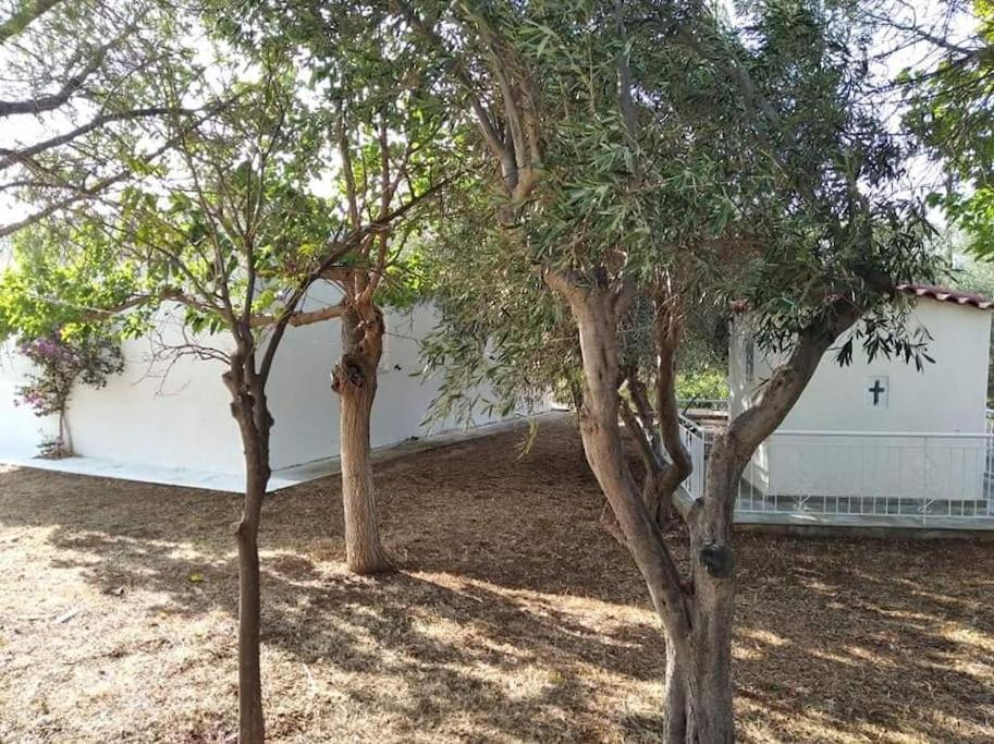 White Villa In Olive Trees And Seaview To Panagia Almiropótamos Екстериор снимка